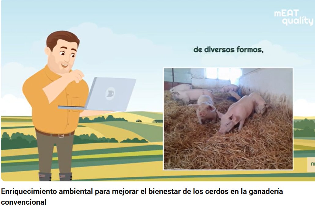 🐖¿Cómo mejorar el bienestar porcino en granjas convencionales?

Este video muestra soluciones simples y económicas: paja, cuerdas y juguetes para reducir estrés y fomentar conductas naturales.

📺 acortar.link/hrTX0

<a href="/WUR/">Wageningen U&R</a> @up_poznan <a href="/crpasocial/">CRPA</a> <a href="/Ecovalia/">Ecovalia</a> <a href="/VeterinariaUCO/">Facultad de Veterinaria UCO</a>