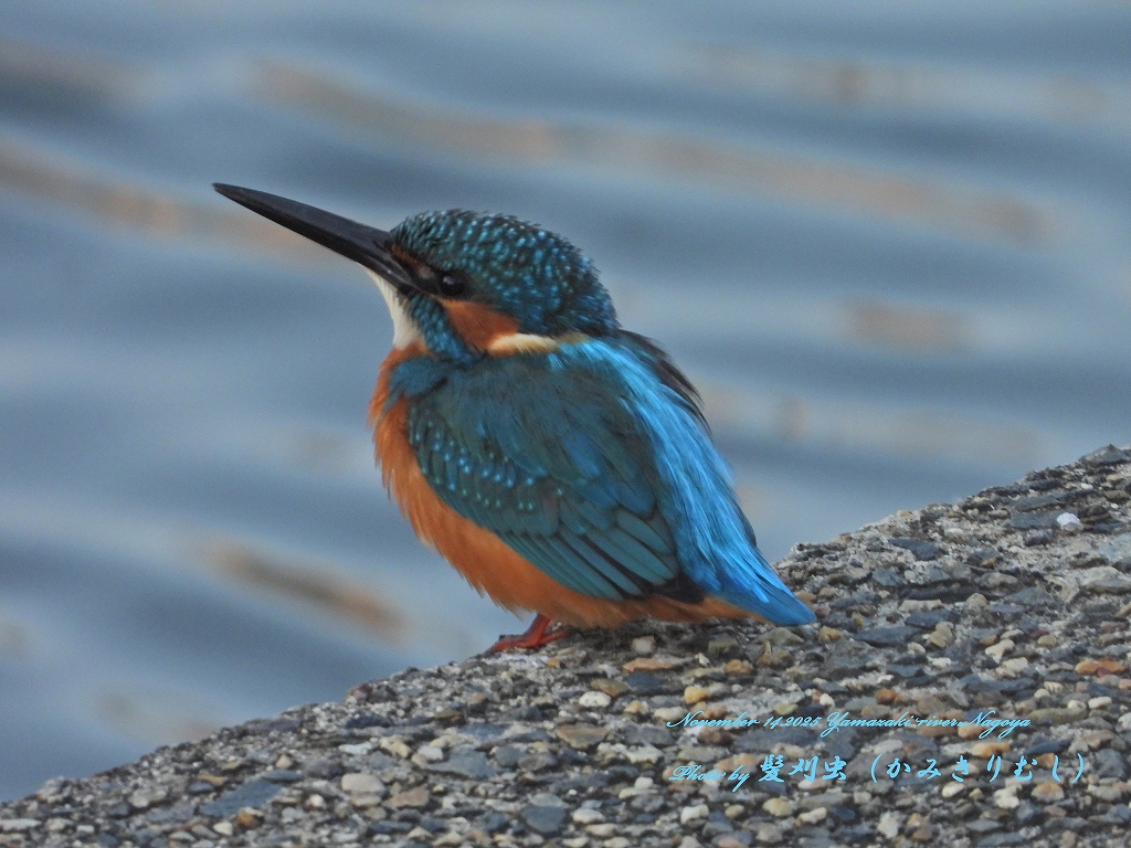 下流常駐のカワセミ♂ 2025.11.14 山崎川