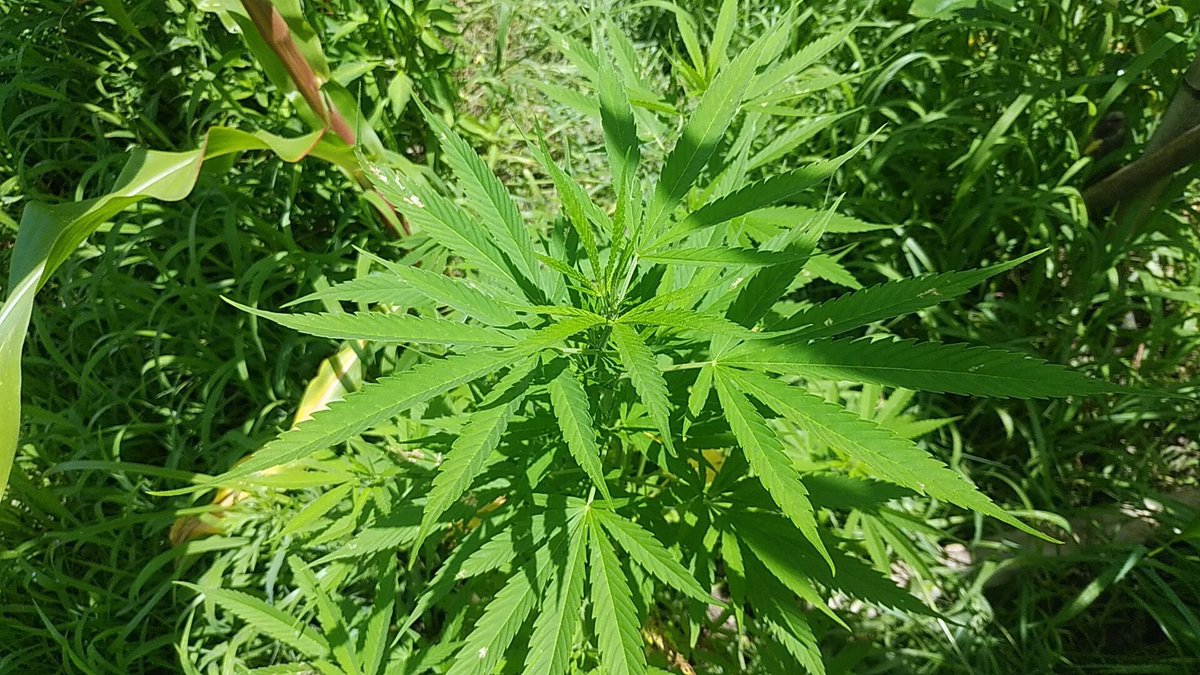 高知を『ザ•ビーチ』ぐらいに思って移住してくんなボケ！！💢

何を隠そうこの大麻の写真、私が撮影しました移住者がツレの畑借りて栽培してるのを噂で聞きタイヤショベルで道路清掃行くと見せかけて、証拠を押さえて来ました🫡📷