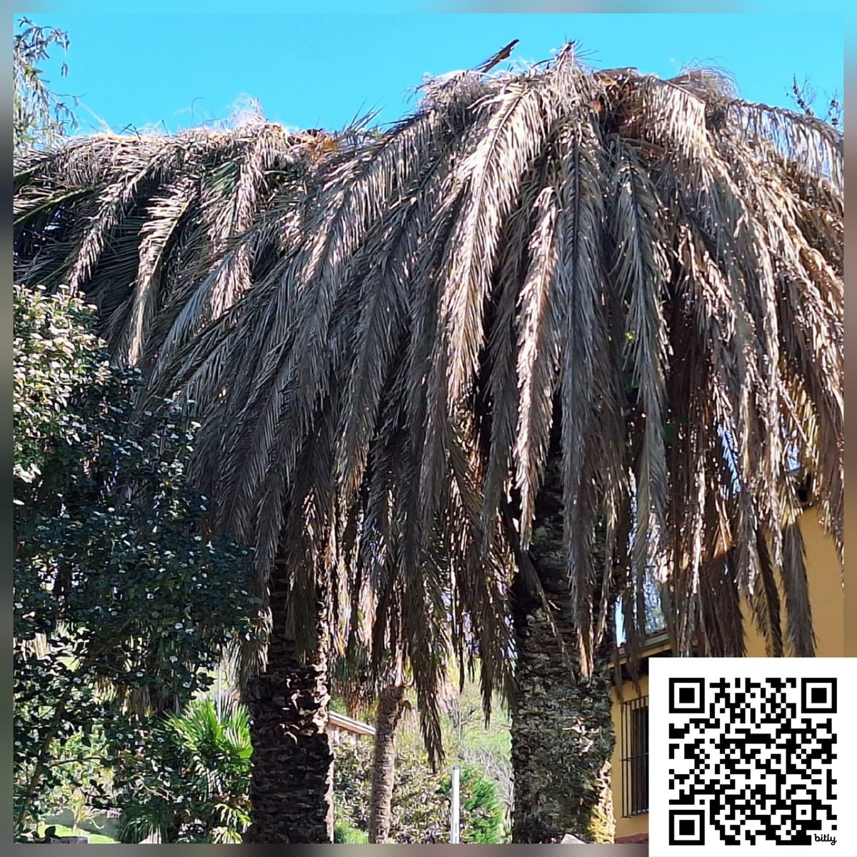 InvasoRamales's tweet image. El picudo rojo #Rhynchophorusferrugineus es un ejemplo de cómo una especie invasora se convierte en una plaga  devastadora causando un impacto enorme, especialmente en las palmeras.

Link: bit.ly/4oeUyYp

#ramalesdelavictoria #ramales #picudorojo #invasoras #plagas