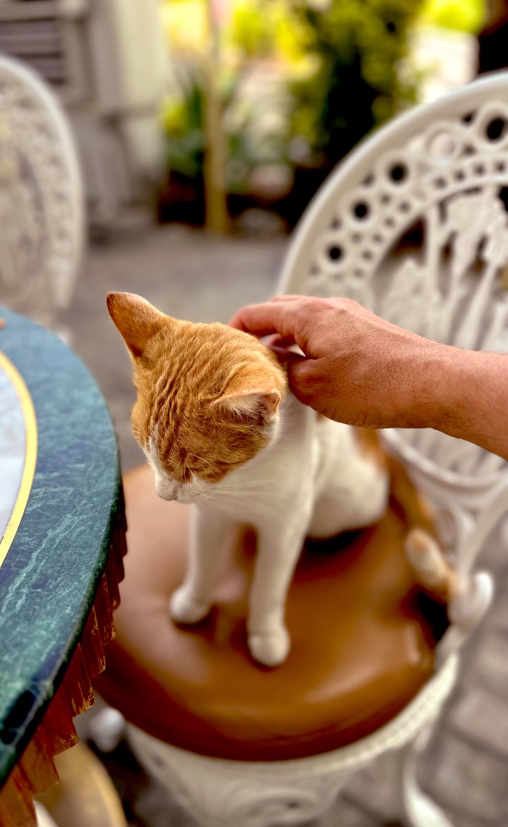 عزمت نفسها بنفسها على طاولتي،،😊

#مساء_الخير 
#جمعة_مباركه 
#يوم_الجمعه