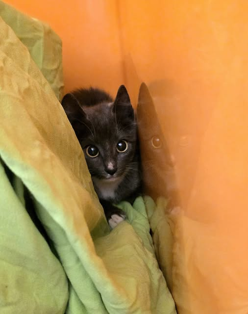 24641 Hüttblek
Kätzchen im Wald gefunden
Tierheim Henstedt-Ulzburg Kopie:
Weibliche junge Fundkatze, sehr ängstlich &amp; wild, ohne Chip, am 12.11.25 im Wald in Hüttblek gefunden.
Wer sie kennt oder Hinweise geben kann, melde sich bitte telefonisch oder per E-Mail im Tierheim.