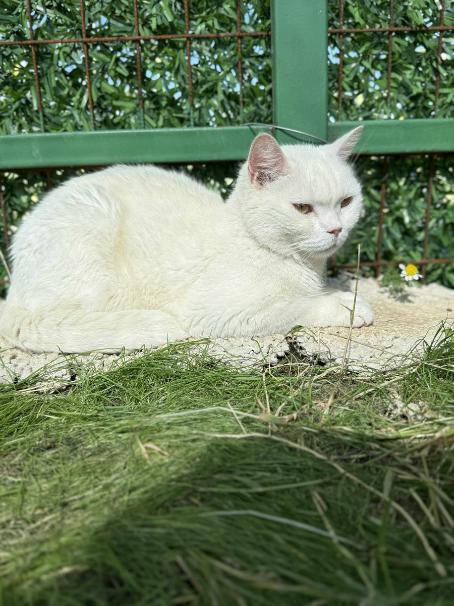 KEFİR
DİŞİ
ANKARA KEDİSİ 
BURSA

İLETİŞİM: 0(533)4767652 
10:00/18:00 saatleri arasında arayabilirsiniz.*547*354

Ne yazık ki onun da yolu barınağa düşmüş. Akıllı, sevecen ve güzel olmak da Kefir kızımızı kurtaramamış. 2 yaşında, çipli ve kısır kızımıza yuvanızı açmak ister