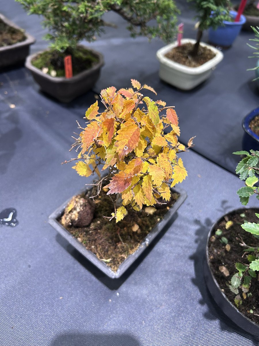 大宮盆栽村 心奪われる盆栽展示ッ レベチ………