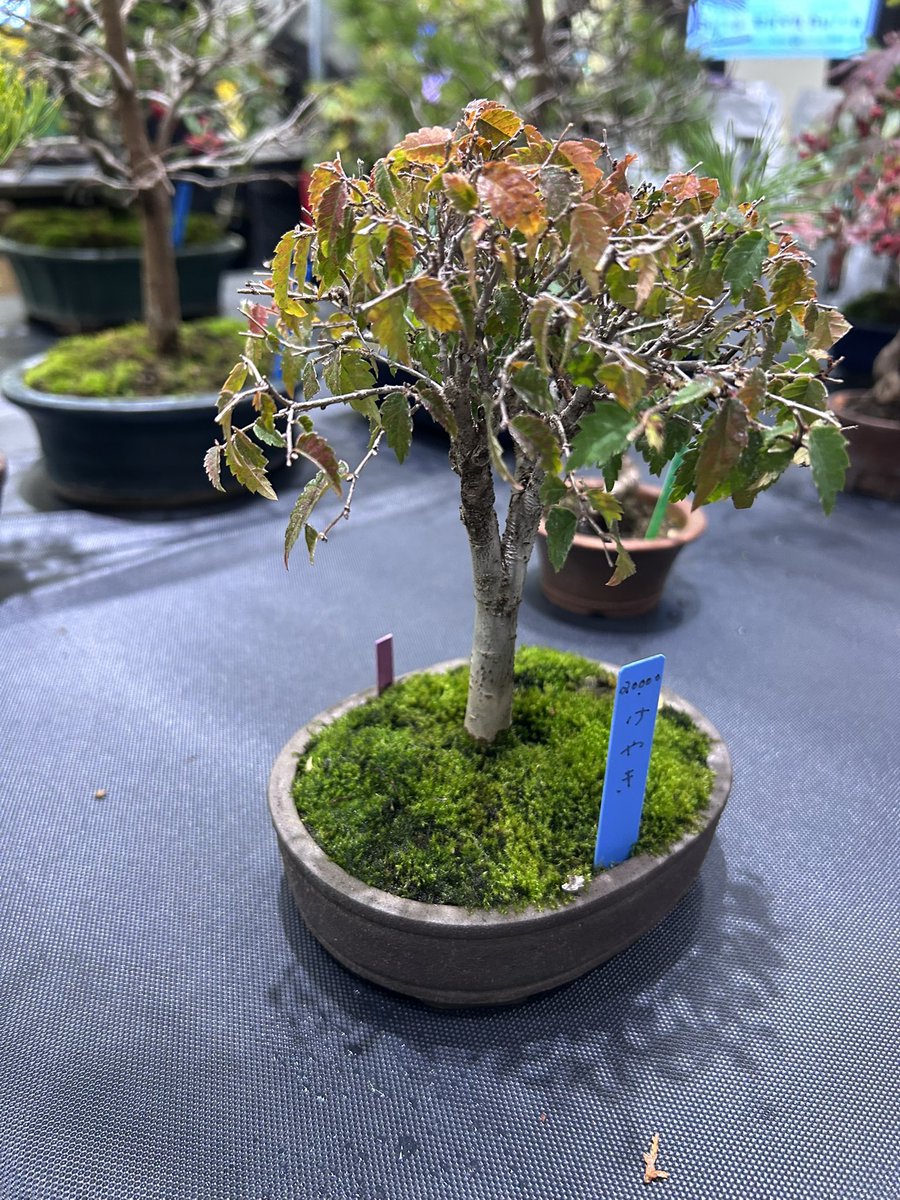 お盆　2点おまとめ 🥒お盆セール🍆開催中✨ | 仏壇・仏具の【大仏堂】｜丹波市・丹波篠山市