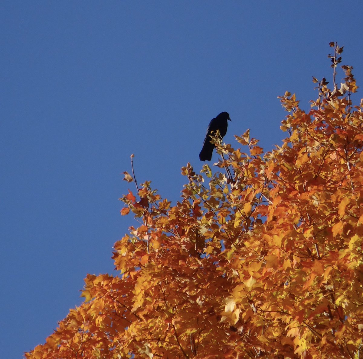 602Shaffer's tweet image. Have a fabulous Friday! #crows #fall #FallColors #nature