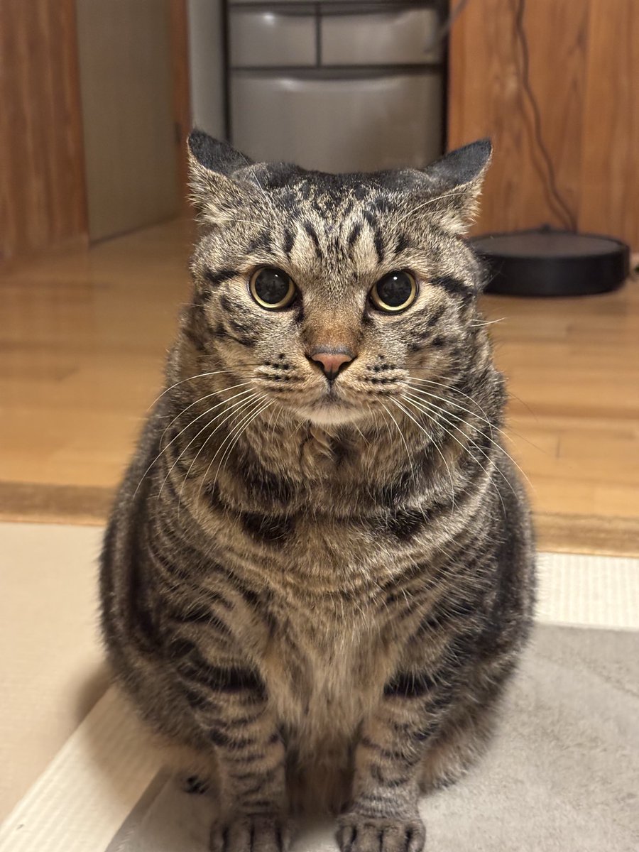 きちねこ (@teGLjGOfNjvsSbO) / Posts / X