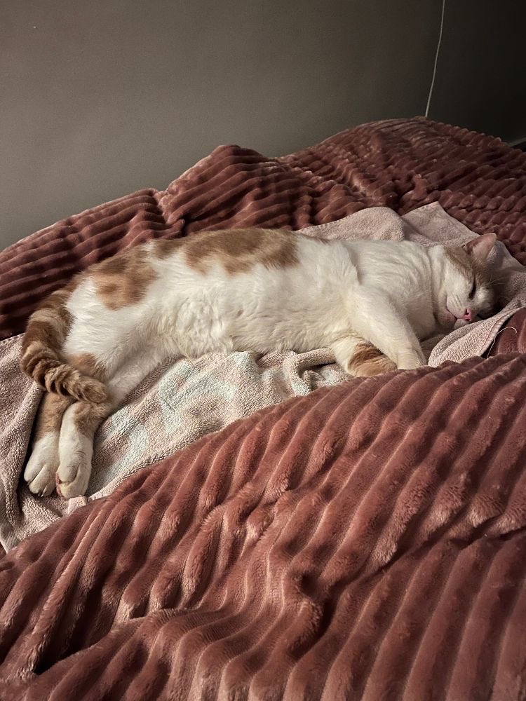 SAZ_katten's tweet photo. Posy slaapt als vanouds naast het hoofdkussen van zijn mini personeel en wijkt geen moment van zijn zijde. 😻
Posy is veilig thuis waar hij hoort en slechts 2 balletjes lichter als aandenken. Eind goed al goed, dankzij een goed geregistreerde chip!
#zogechipt #eindgoedalgoed https://t.co/HqWLvnSj2N