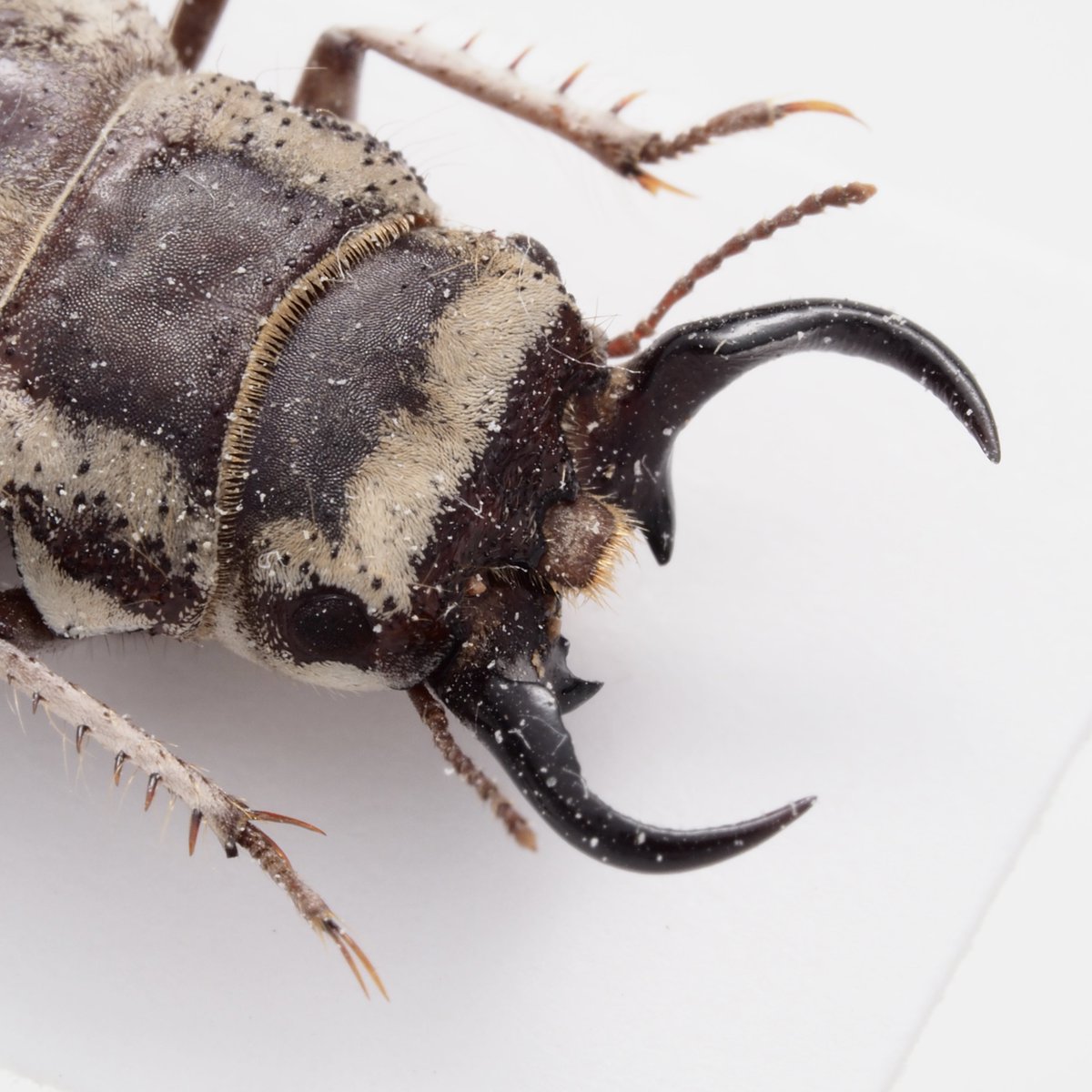 わらび餅 (@warabimochi_ic) / Posts / X