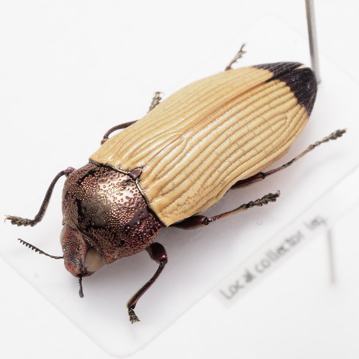 わらび餅 (@warabimochi_ic) / Posts / X