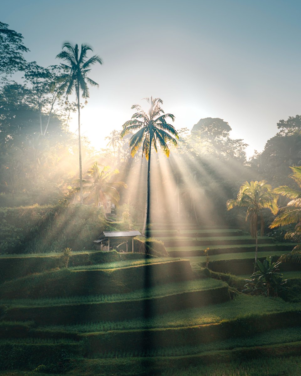 Beautiful morning light from Bali🌴✨