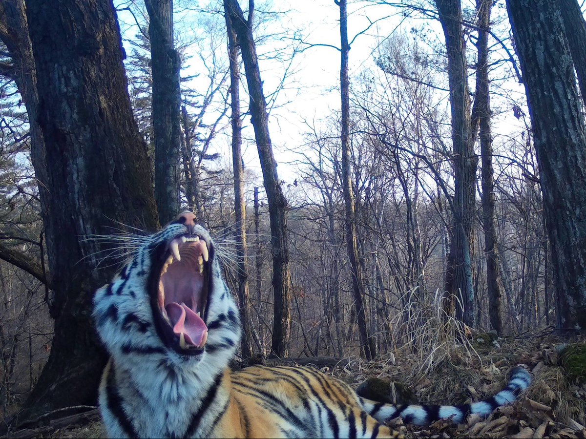 trailcam (@trail_cams) on Twitter photo 
