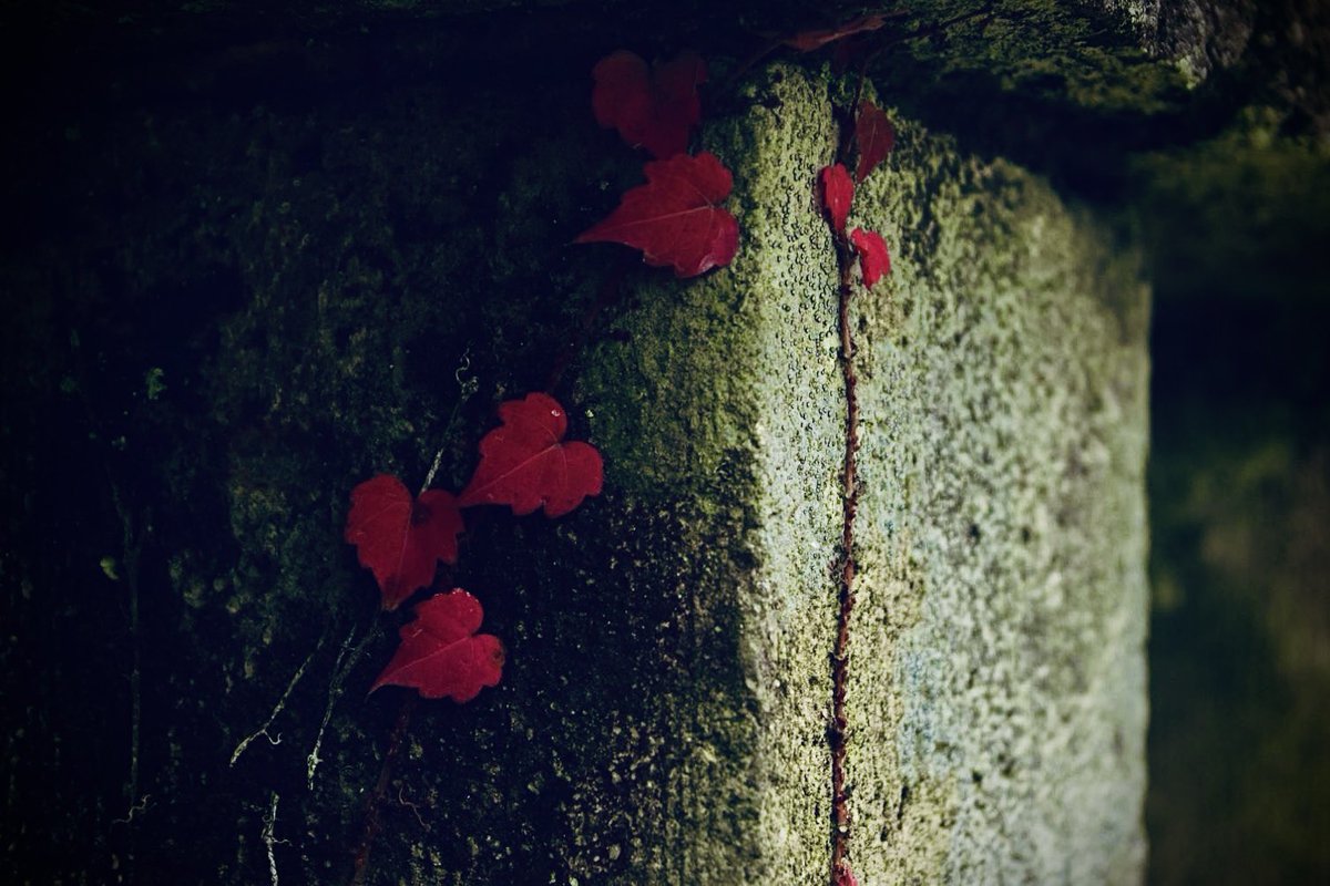 CyPm4f's tweet image. #写真好きな人と繋がりたい
初恋。