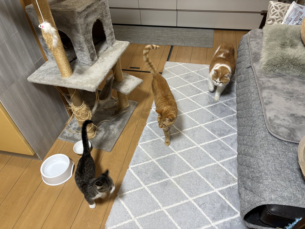 🥃晩酌11/14金🌤️ ひとつ歳を重ねて迎えた朝…トラが思いわ😸 3