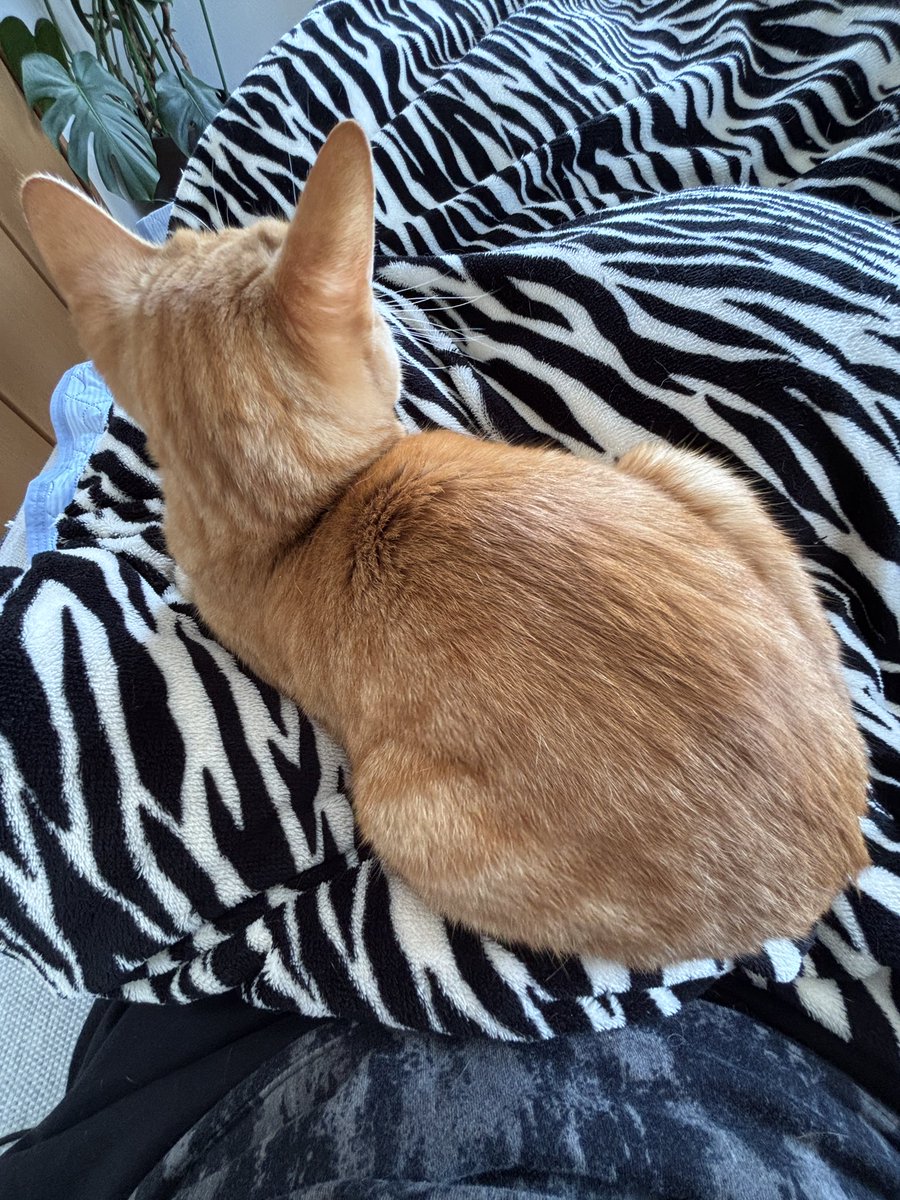 幸せの茶トラ 幸せの茶トラ 幸せの茶トラ 幸。 #cat #茶トラ #猫