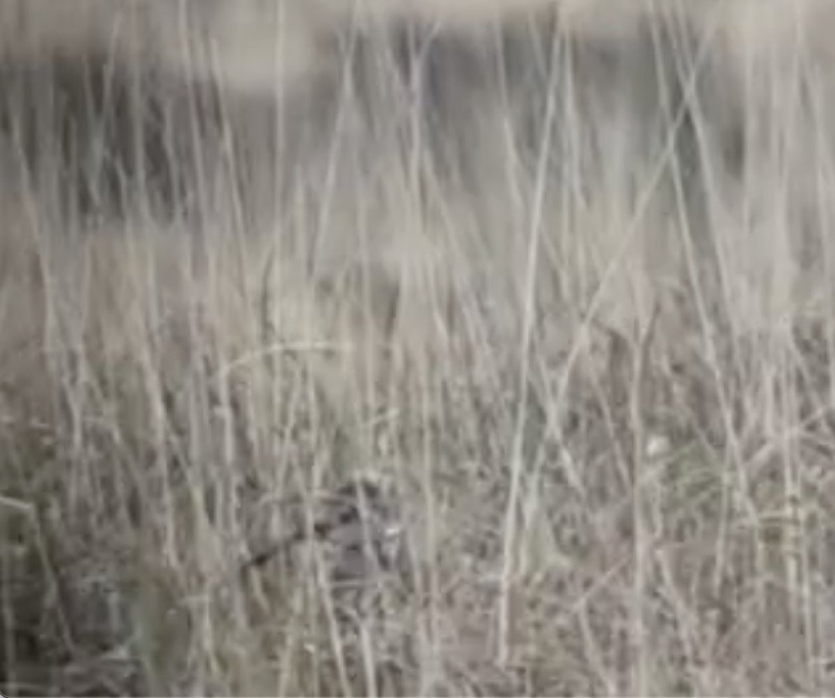 This blurred photograph shows the last Curlew in Kerry, in 2023, taken by Barry O’Donoghue. Only 98 wild pairs now breed in Ireland. Each nest is precious. That pair have now gone.