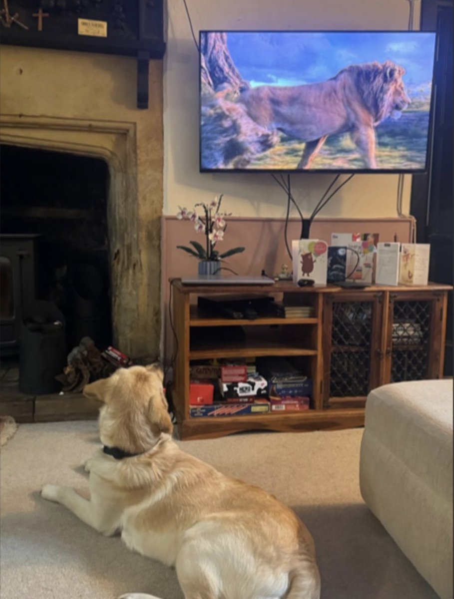 Fraser_wood's tweet image. Via @guidedogs  
Although you may be convinced, Henry, that is not you on the TV...
[Photo shows yellow Labrador cross golden retriever, Henry, lying on the floor and looking up at the TV which is showing the Lion King]
#Pupdate #GuideDogs #SponsorDog
