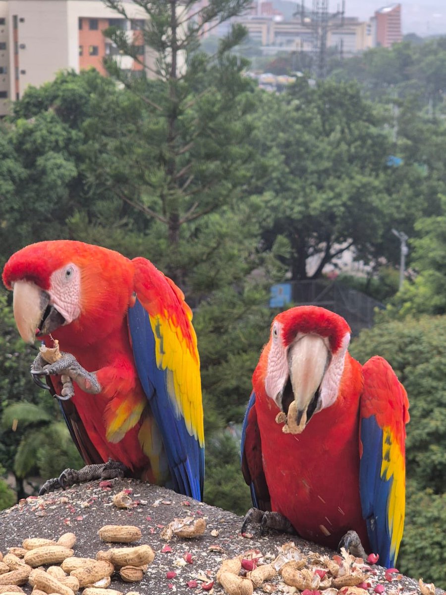 JesusEDLL tweet media