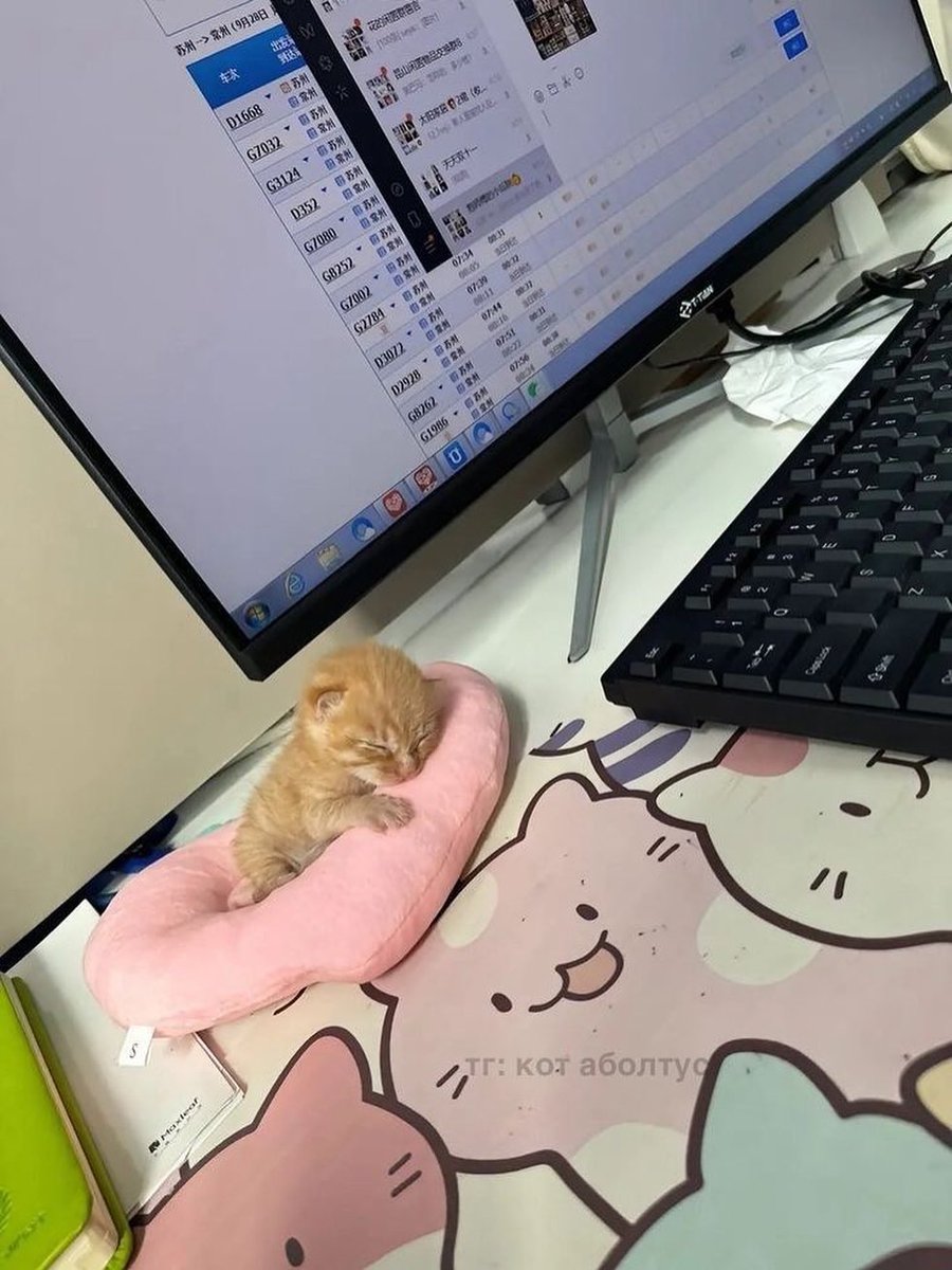 こねこ図鑑 tweet media