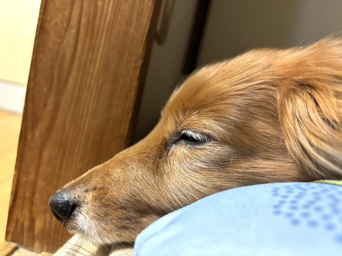 tibi_makiusa's tweet image. 11月14日、朝・晩は寒くなったし、今は季節の変わり目なんかな❓
体調の悪い日が多いお母ちゃんです😢
今日は朝からメンタルと体調が絶不調で、のーんびりペースで家事をして、🐶🐶🐶の夜散歩もお休みをもらいました🙇‍♀️
アラジンも11歳、まつ毛が真っ白です❤️
#犬好きさんと繋がりたい