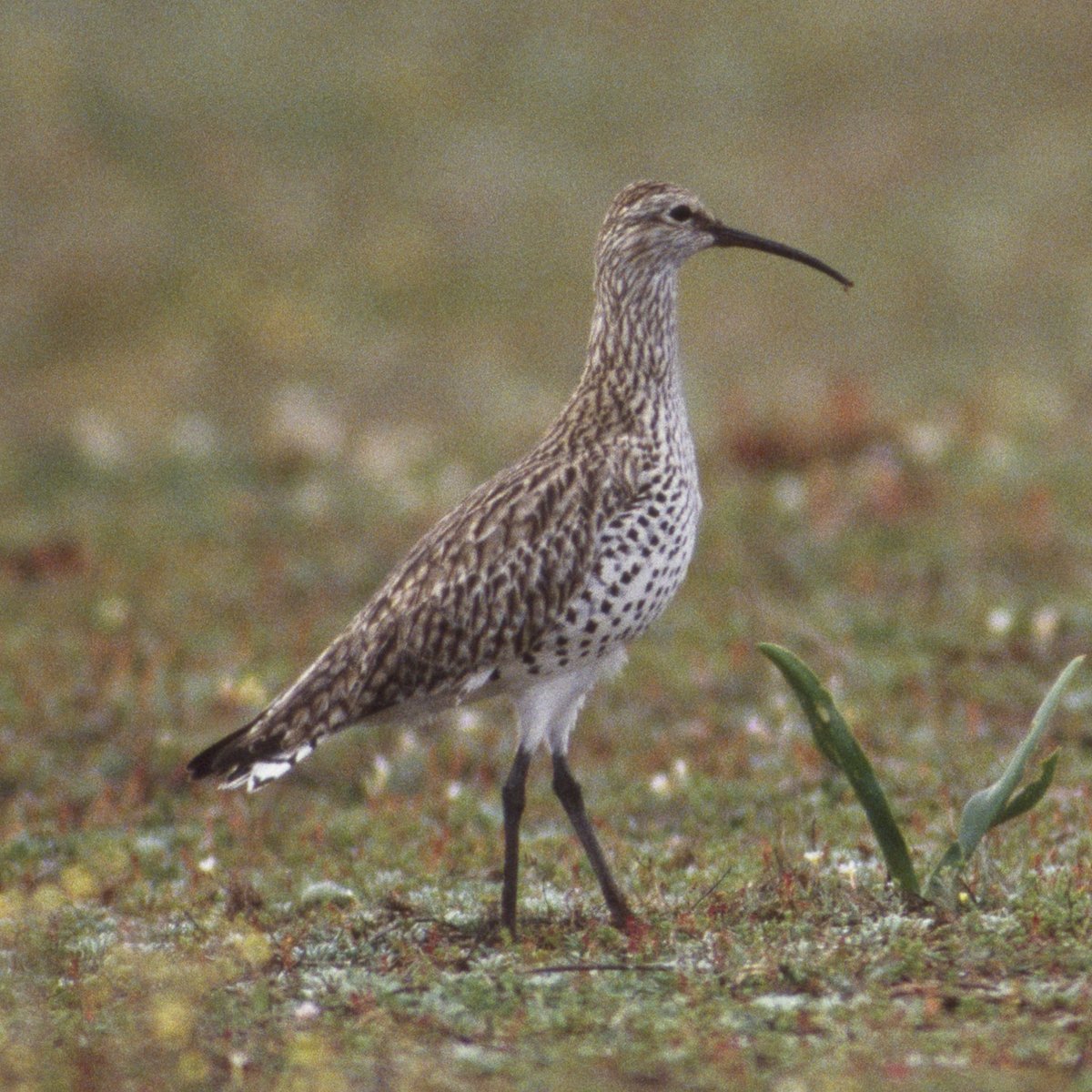 The Slender-billed Curlew - A bird with no story.
Thread. 🧵🧵👇
📷 Chris Gomersall