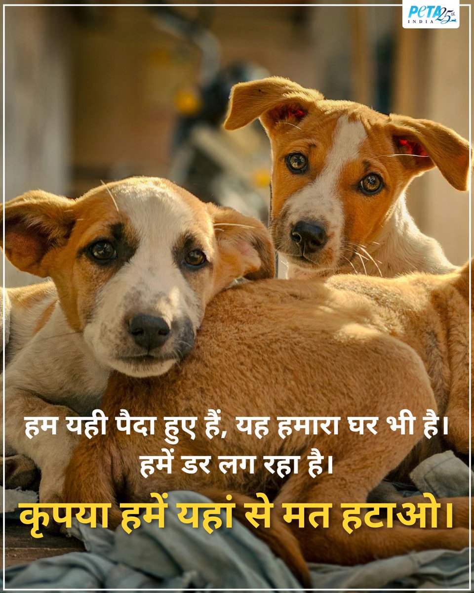 PetaIndia's tweet image. हम भी तो इसी समुदाय का हिस्सा हैं। फिर हमें अलग क्यूँ करते हो ?

#CommunityDogs #Dogs #IndianDogs #IndieDogs #SupremeCourt #SupremeCourtVerdict #SupremeCourtOrder #Delhi #Animals #AnimalRights #PETAIndia