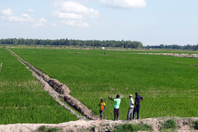 annah_blair's tweet photo. #BUTALEJA has used its wetlands well where people have been given permissions to plant rice ๐พ ,this has reduced on unemployment where almost everyone owns his or her own garden of rice without government intervention. https://t.co/tQeiFDrJQV