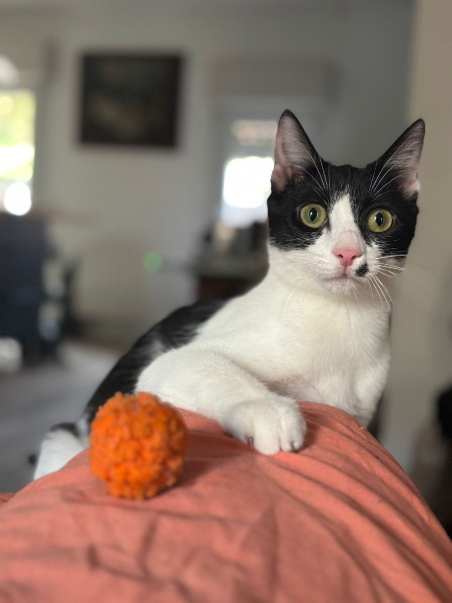 Amis de Montpellier ou région, 
de gentifs chats attendent dans cette asso .                                                            Vs pouvez voir leur page Fbk et les contacter afin de trouver le loulou qui vous comblera de câlins.
comme Tina 7 mois .
facebook.com/lespattounesdu…