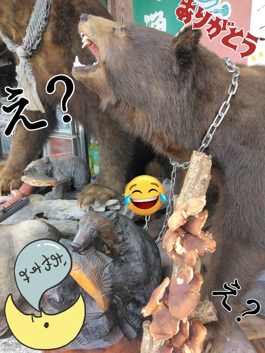 クマの剥製 中山 ♪北海剥製標本社 小熊 剥製 子熊 札幌♪ (ASTY) 石山通のインテリア