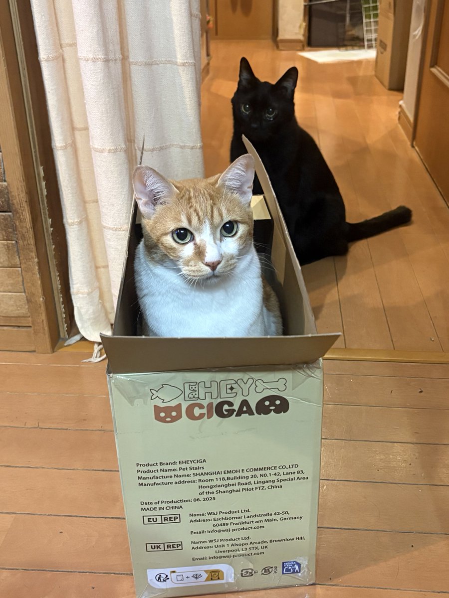 マーキュリーがダンボールに入ってる後ろで、僕も入りたいなって顔してる、ルナちゃん🥰