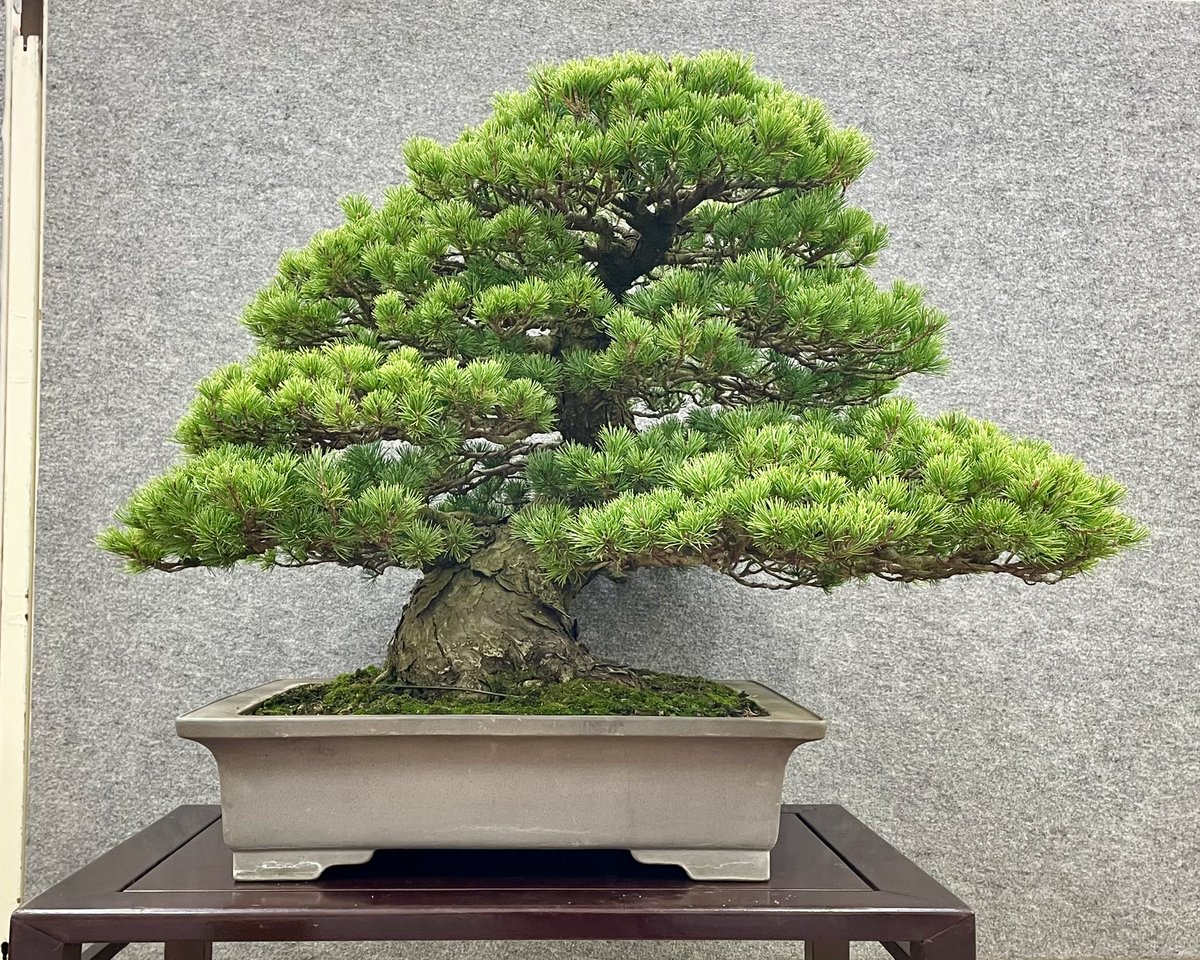 tsuchiurabonsai's tweet photo. 第51回土浦秋季盆栽展 https://t.co/baulB9nbt0