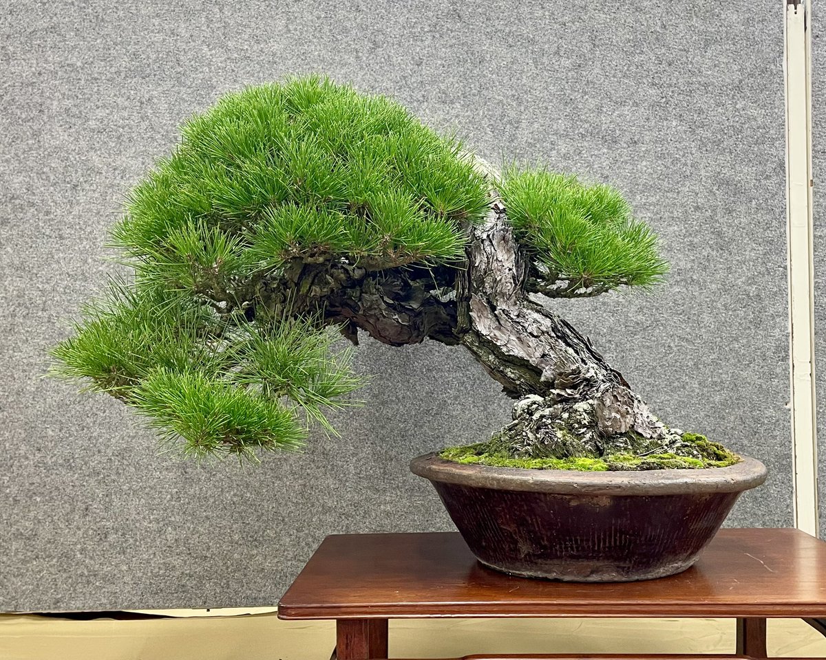 tsuchiurabonsai's tweet photo. 第51回土浦秋季盆栽展 https://t.co/baulB9nbt0