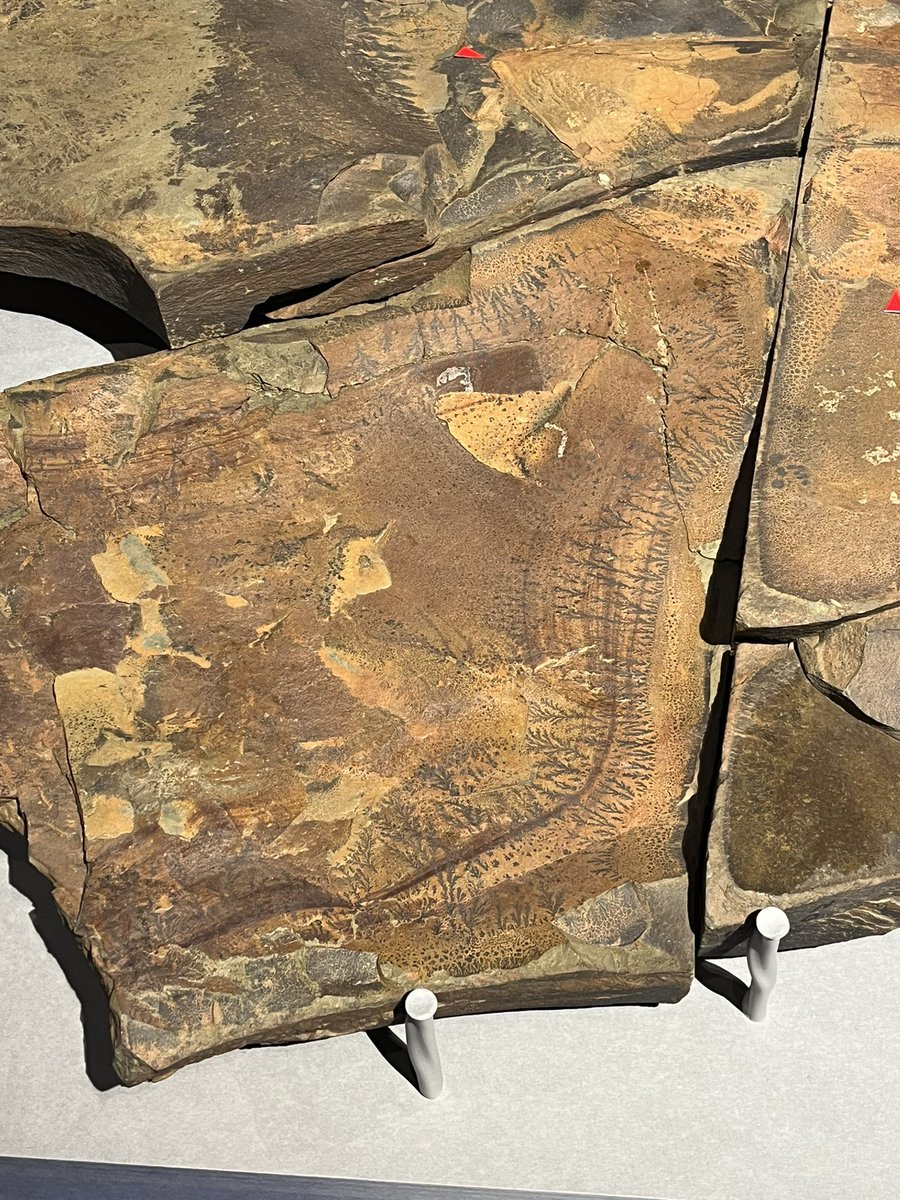 キンケツゥ・ナウ (@StarPredator247) / Posts / X