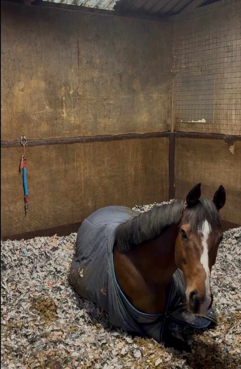 Newstart Racing tweet media