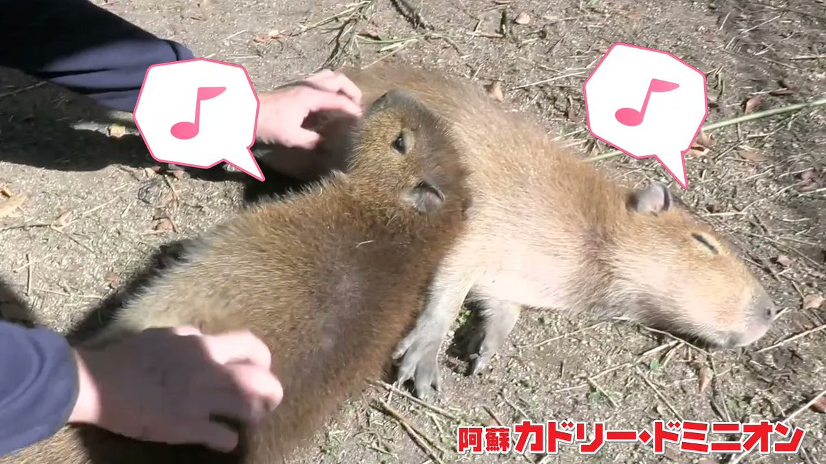 カピ バラ様ꕤ*.゜ 動画公開‼️】 生後3ヶ月のカピバラさんが人に慣れて今、可愛過ぎるん