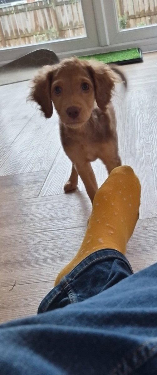 This little fiend is having my life 🤣 hyper little critter