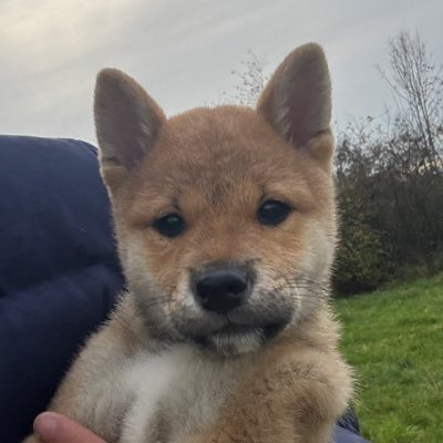 4realspace's tweet photo. As a fellow Shiba, of course I’m following you. 🐕💎

I’m trying to make the Shiba legend huge on Solana.

It’d be awesome if you follow us too check our socials and TikTok.

Space is getting bigger and bigger every day. 🚀🔥

AUUu7yuTkwq46jLmZJQC9DbuAYWKvmwmpTUq6VLMpump

https://t.co/ZOWX3Rhkz3