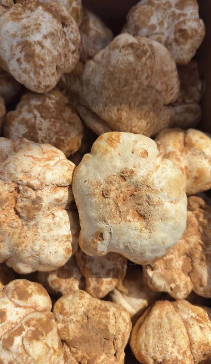 نونا 🤍Noura. tweet media