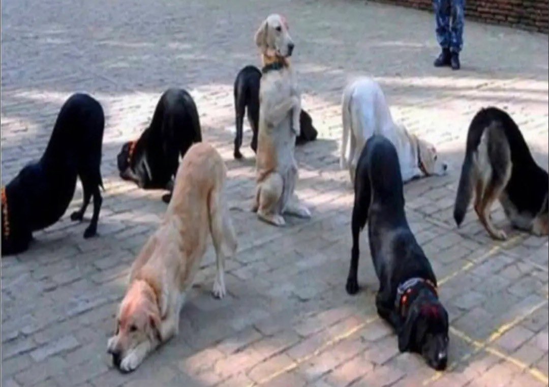 Hajji trying to find best hajjat with doggy in his wives 😂