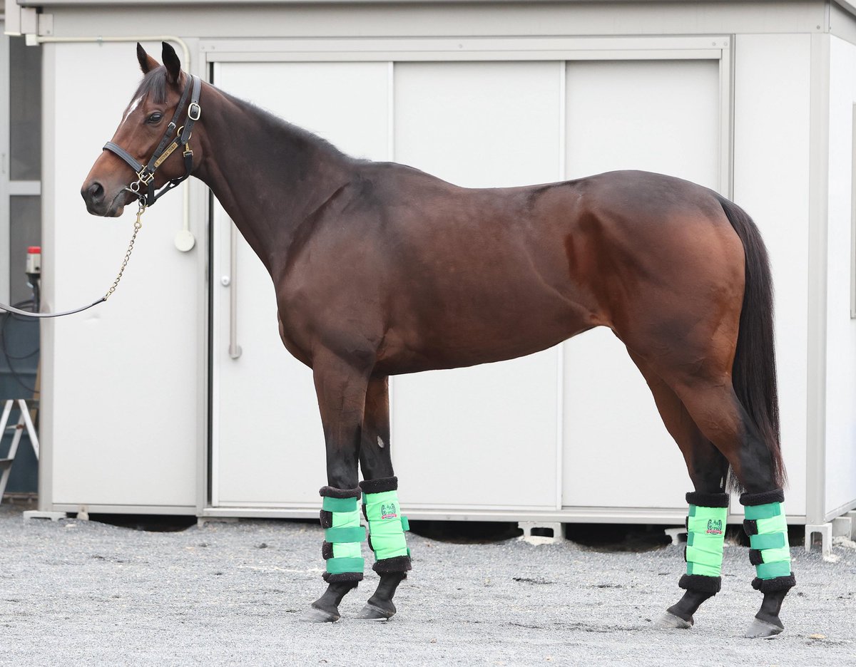 競馬の極み 日刊スポーツ競馬 極ウマ【公式】 (@goku_uma) / Posts / X