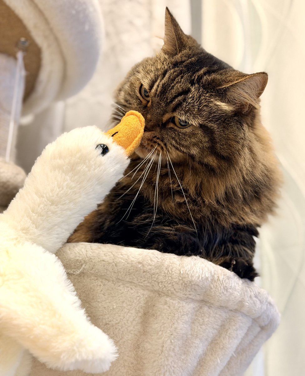 新参者を見定めてるところ