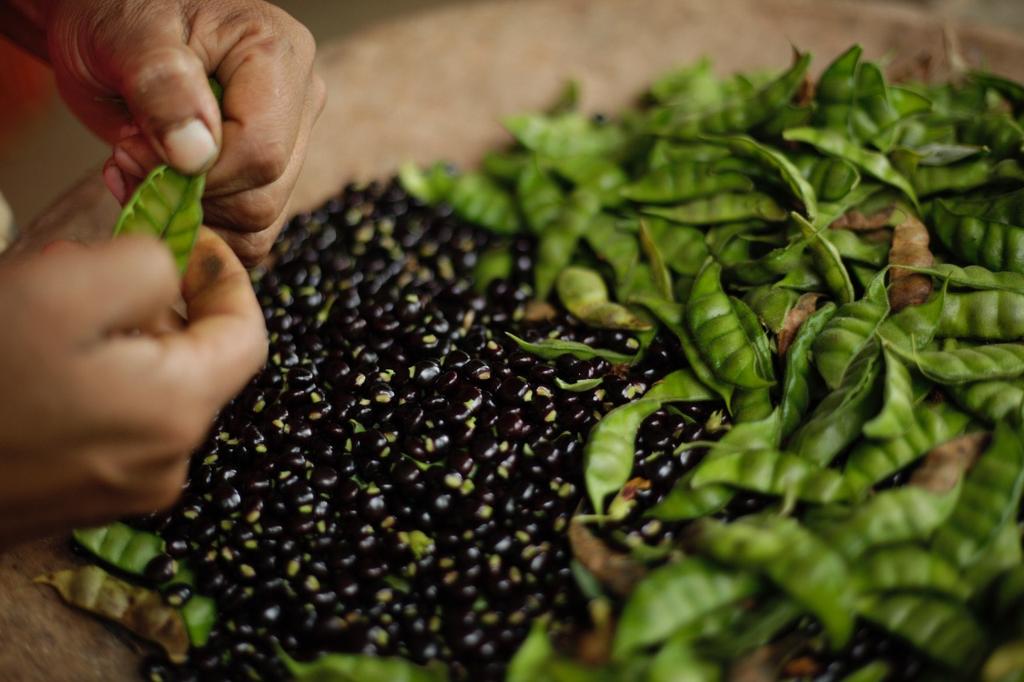 MIDAPma's tweet image. Prueba Agroindustrial confirma que Guandú congelado no pierde su olor y sabor

mida.gob.pa/2025/11/13/pru…