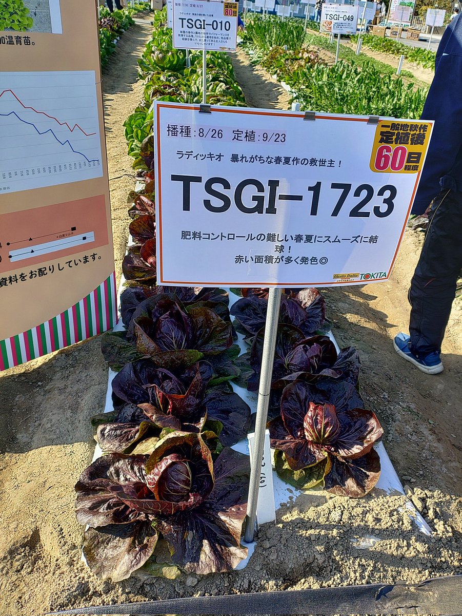 種蒔き時 フランス語 Foil PSA 新品種展示やアドバイス、ありがとうございました。