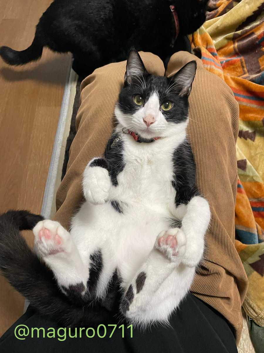 【ねこ】 帰宅っっっピ！財布あってよかったな！ねぇちゃん！ よかったよ〜また