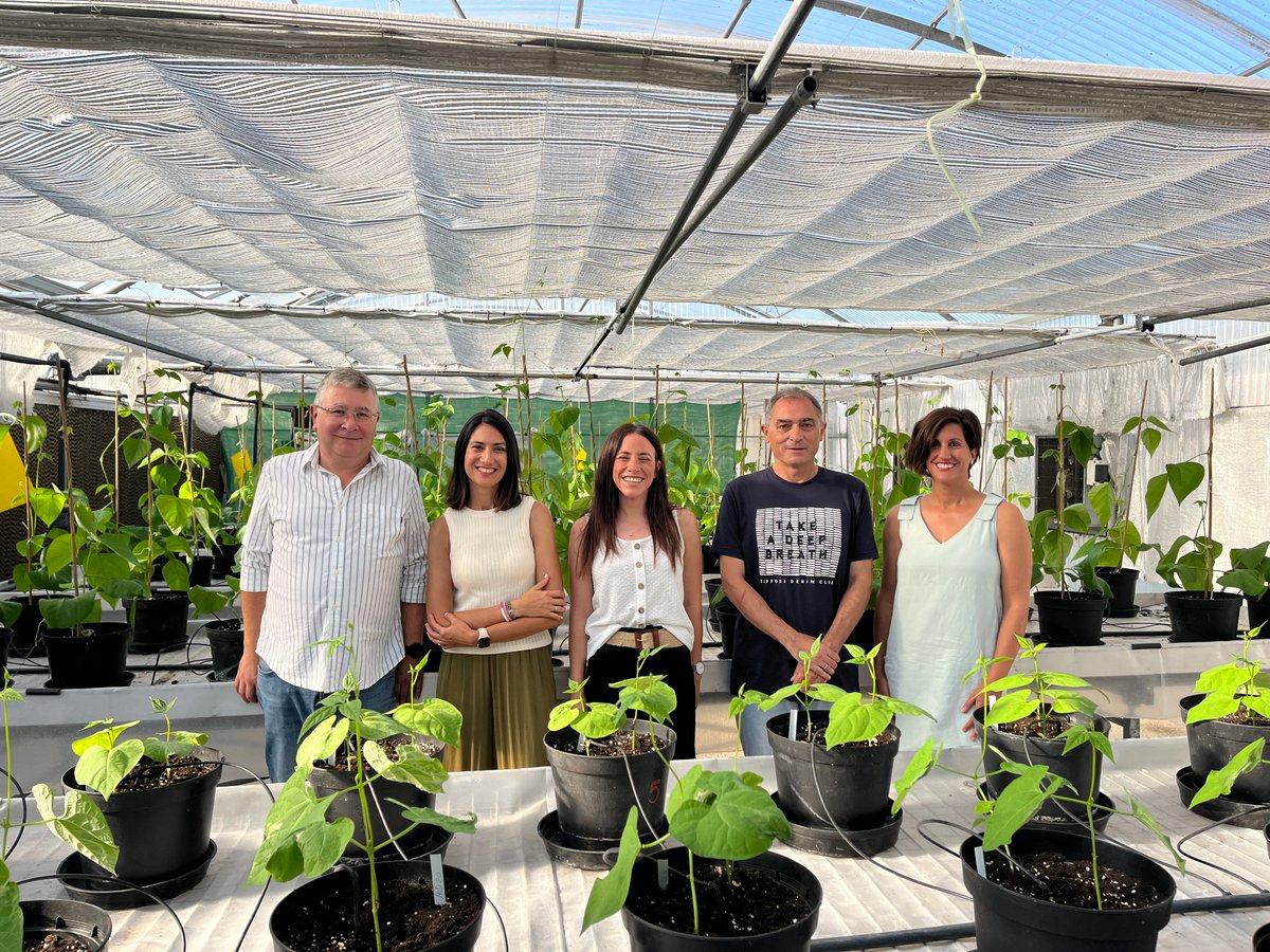 🌱El <a href="/SeridaAst/">SERIDA</a> secuencia el primer genoma completo de la Faba Granja Asturiana y avanza en su mejora y conservación
➡️Este trabajo del equipo de Genética Vegetal permitirá desarrollar variedades más productivas y adaptadas a las necesidades del sector
ℹ️goo.su/8WsIU