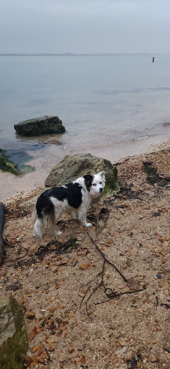 13 years ago today, this beautiful, sweet, idiot came to live with us after being found abandoned on the streets in Ireland. Happy adoption day idiot dog 🖤