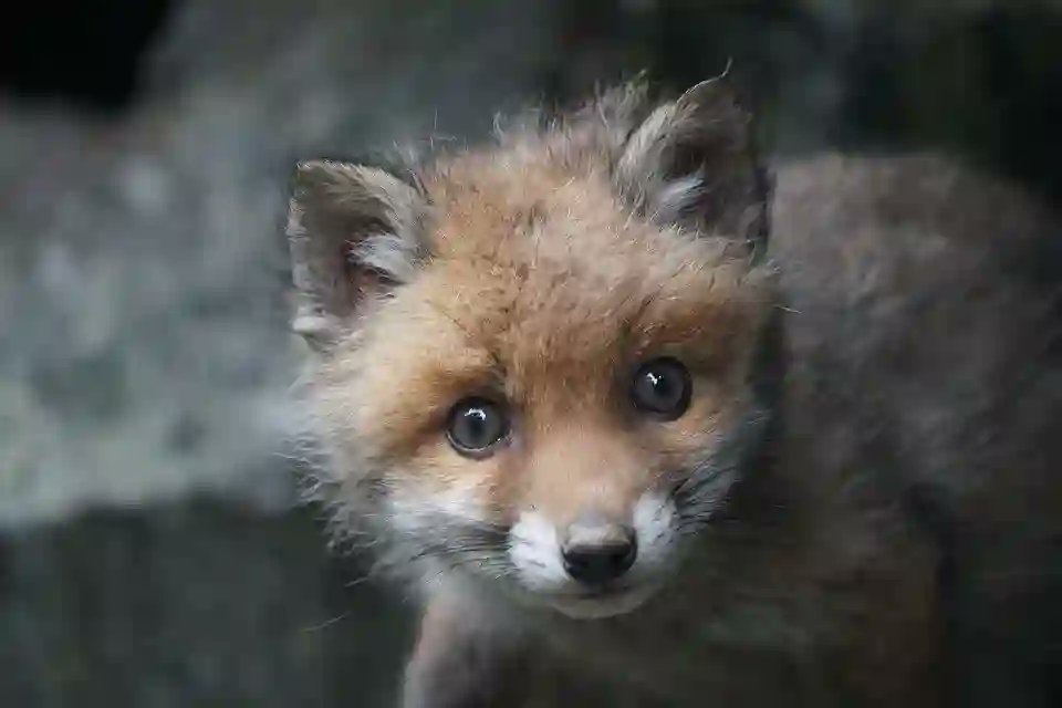 Ireland - it's time for a ban on cruel fox hunting. <a href="/MichealMartinTD/">Micheál Martin</a> <a href="/fiannafailparty/">Fianna Fáil</a>  <a href="/SimonHarrisTD/">Simon Harris TD</a> <a href="/FineGael/">Fine Gael</a> #BanFoxHunting 🦊