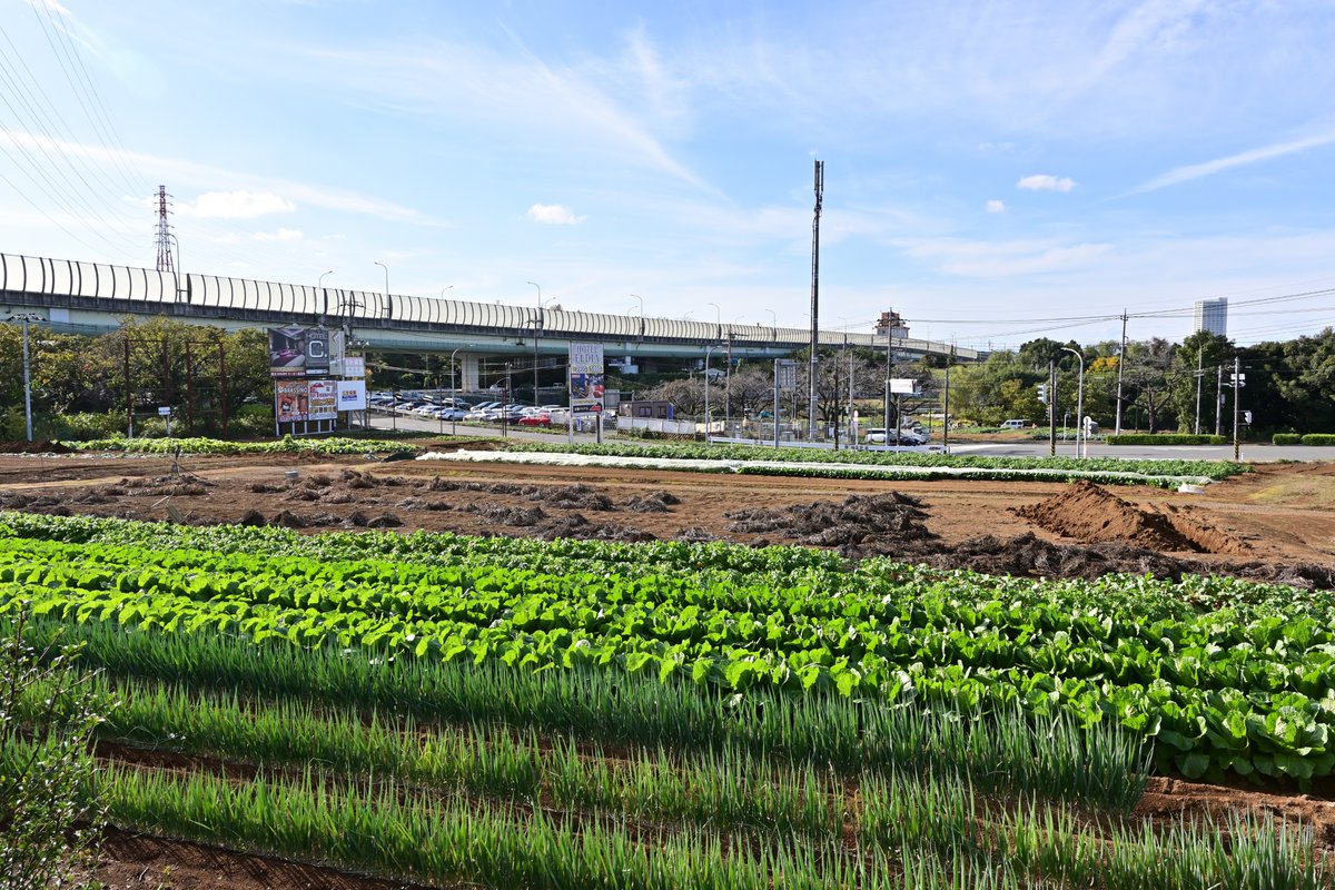 新治みどり
「環状4号線の若葉台西側交差点の周辺には畑が広がっていて、畑越しに保土ヶ谷バイパスの高架橋や南町田のマンションなどが見えるよ！」

#Yoccoの1日