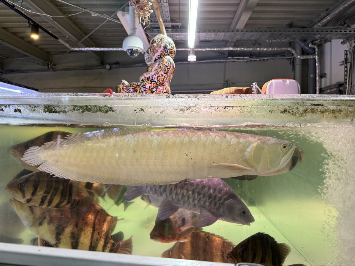 ふうごうはなあんきー (@rhombeus1919) / Posts / X