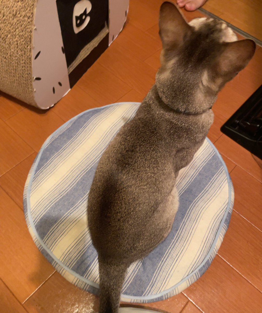 シンガプーラページ シンガプーラ